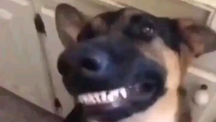 治愈的笑容